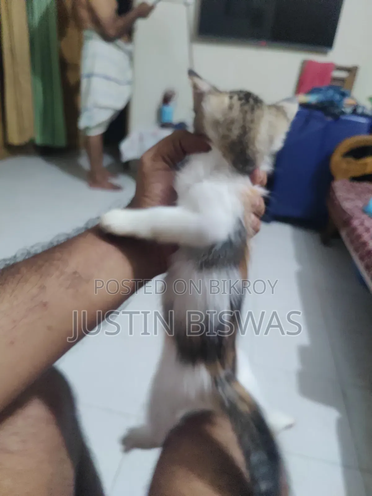 1-3 Months Male Purebred Bengal