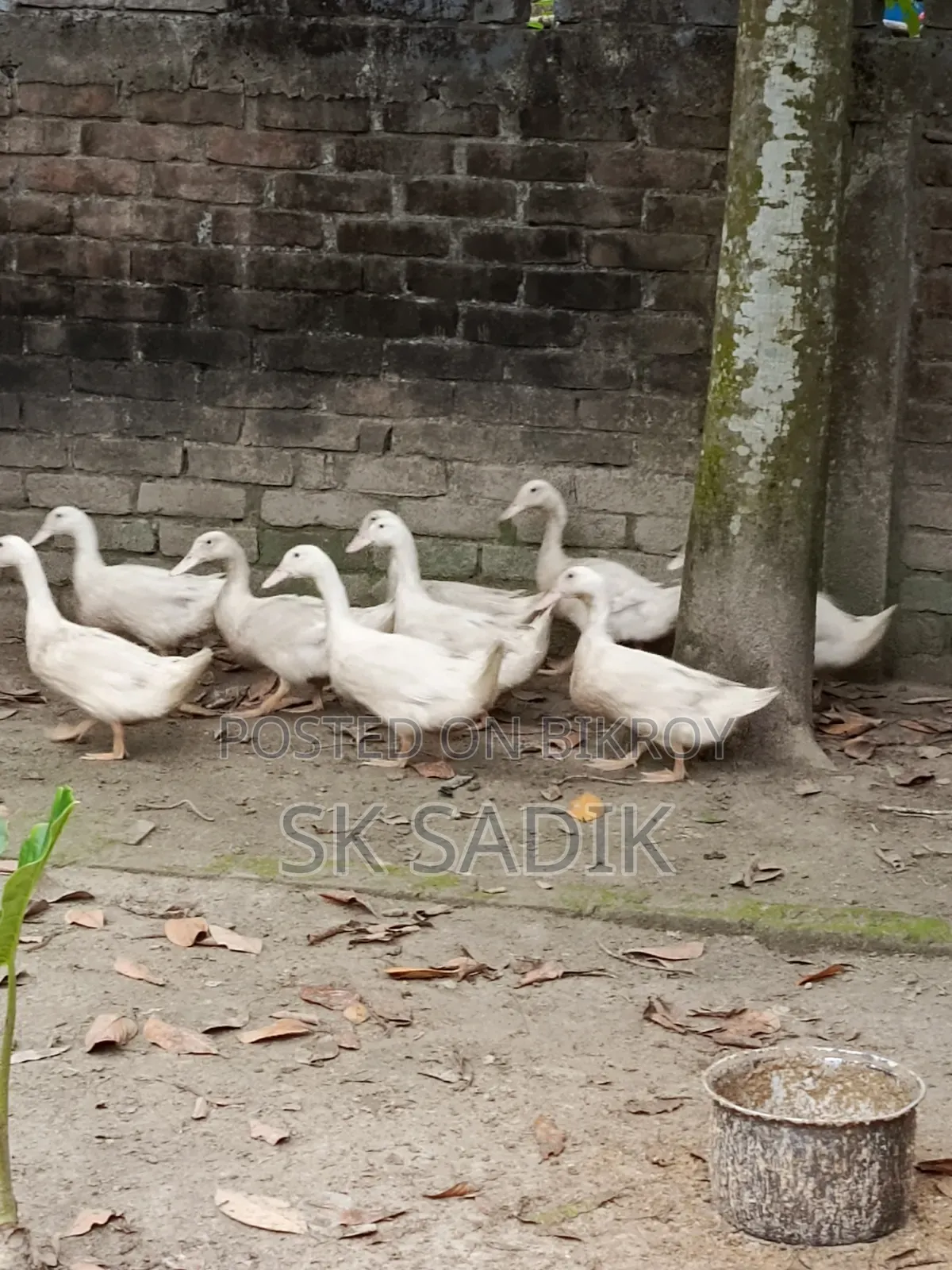 রানী হাঁস (দেশি)