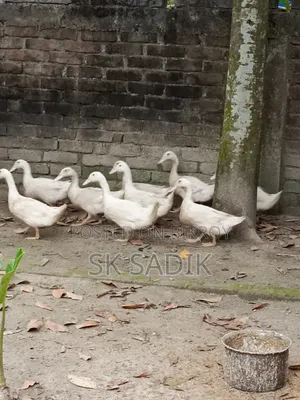 রানী হাঁস (দেশি)