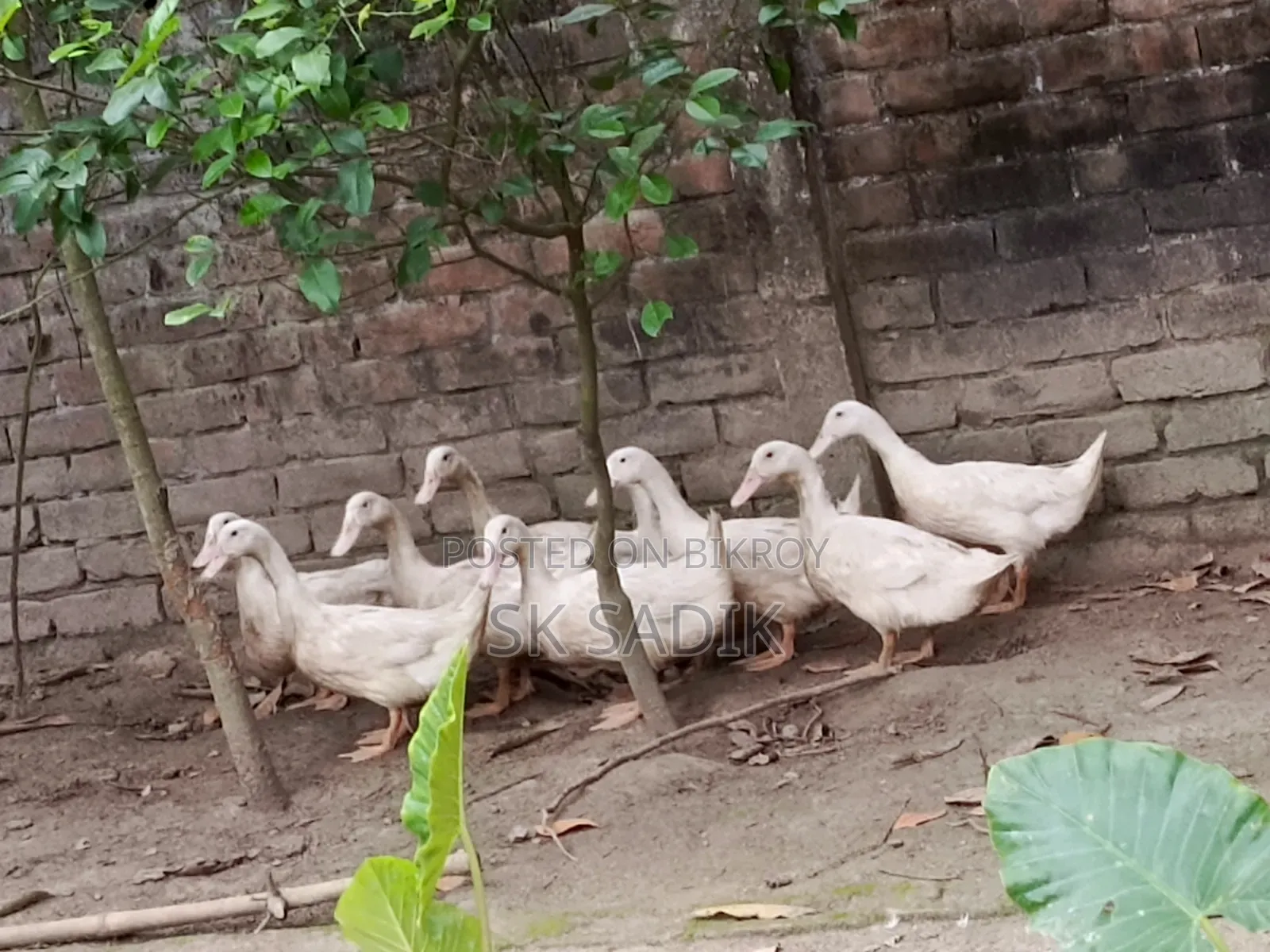 রানী হাঁস (দেশি)