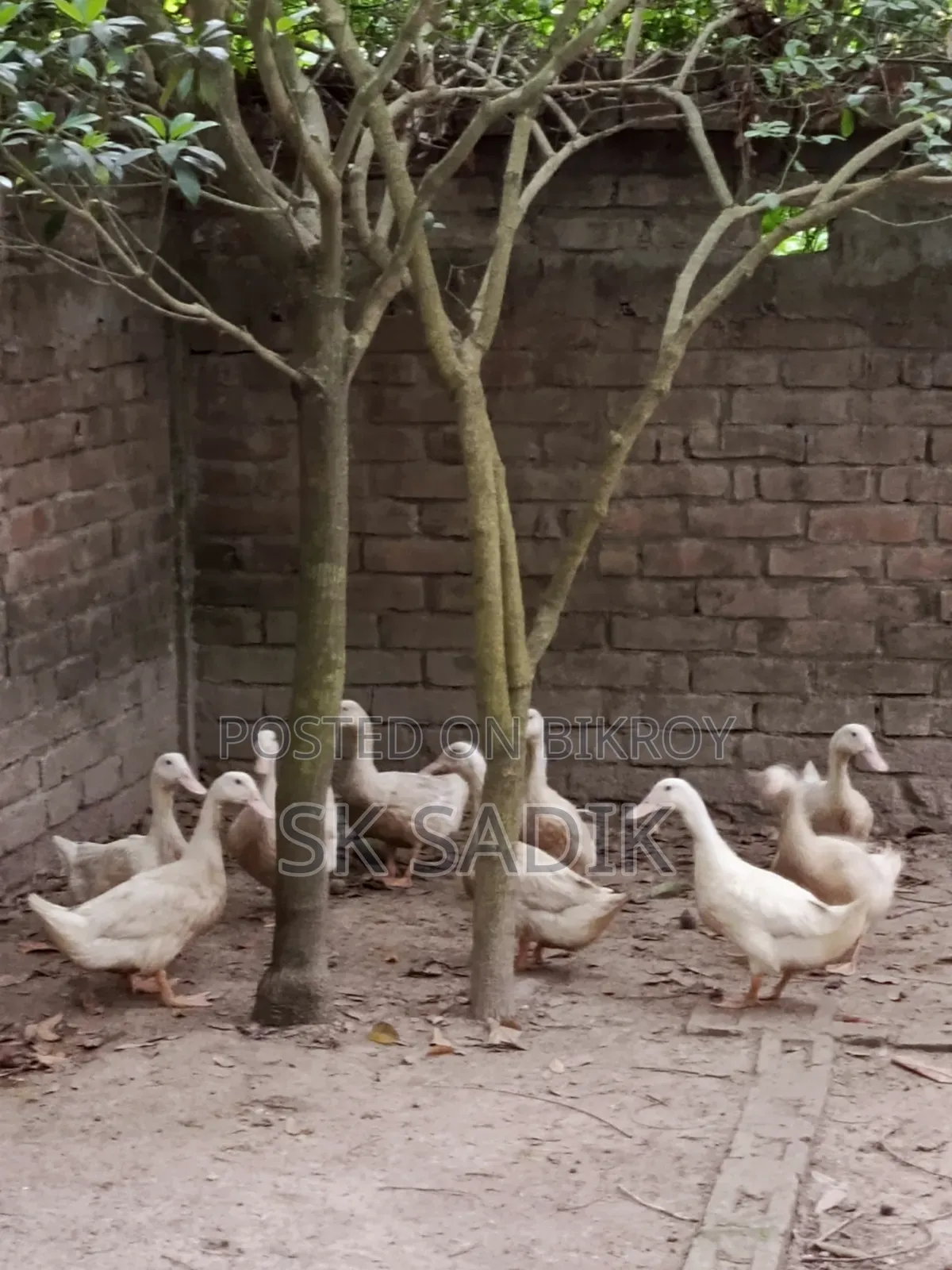 রানী হাঁস (দেশি)