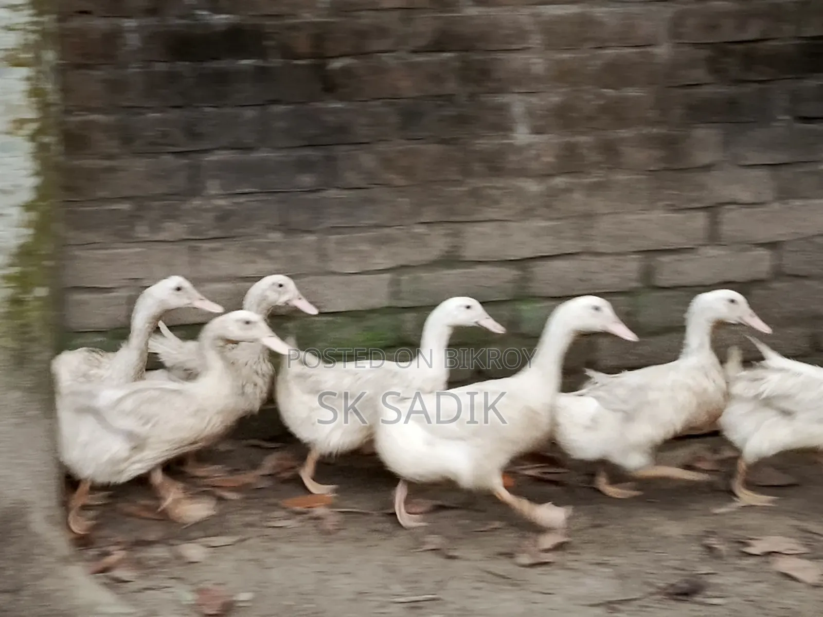 রানী হাঁস (দেশি)