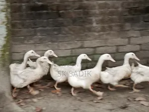 রানী হাঁস (দেশি)