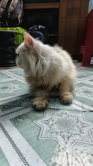 3-6 Months Male Purebred Persian