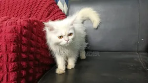 3-6 Months Male Purebred Persian