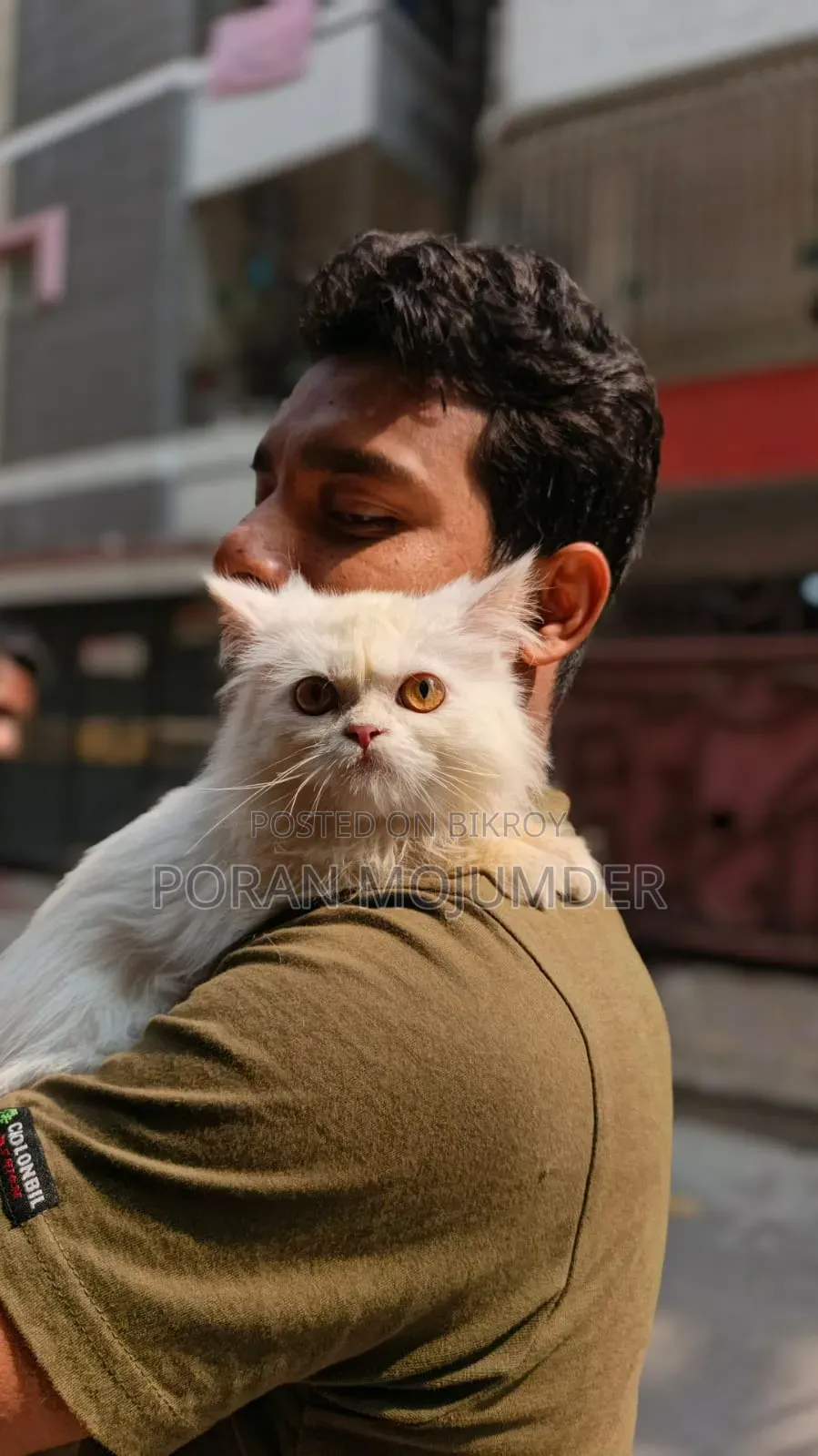 3-6 Months Male Purebred Persian