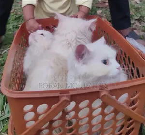 3-6 Months Male Purebred Persian
