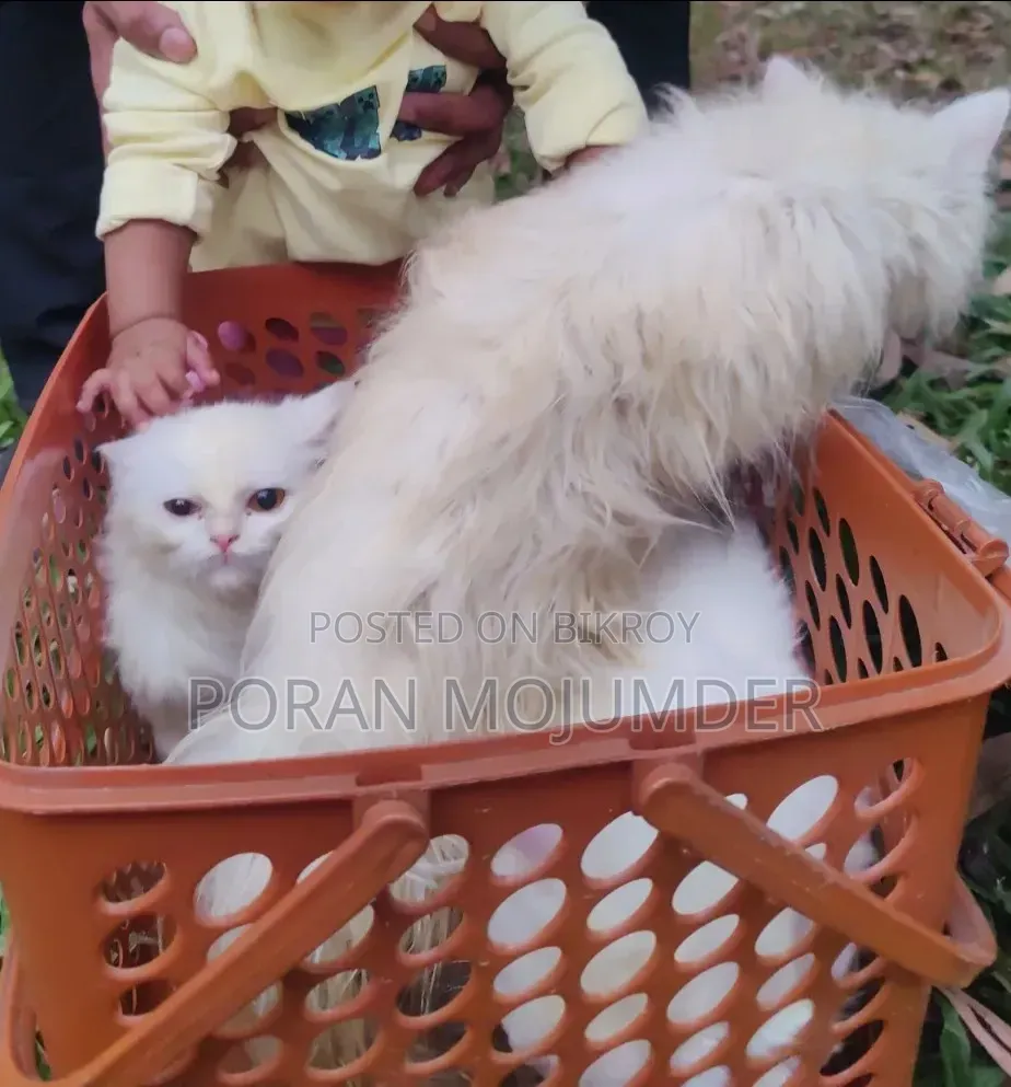3-6 Months Male Purebred Persian