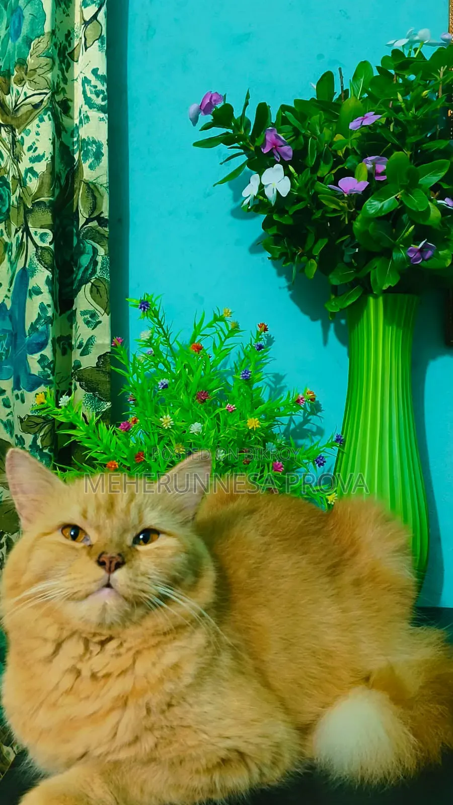 6-12 months Female Purebred Persian