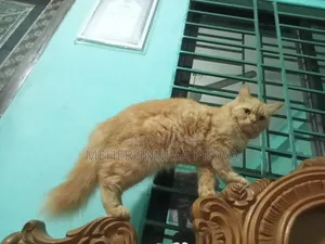 6-12 months Female Purebred Persian