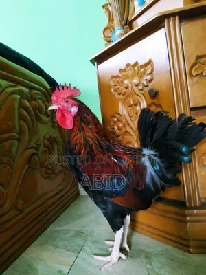 Deshi Chicken Tangail