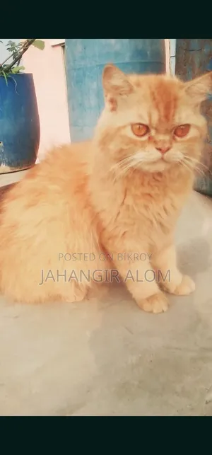 ১+ বছরের ফিমেল পিওর ব্রেড পার্সিয়ান