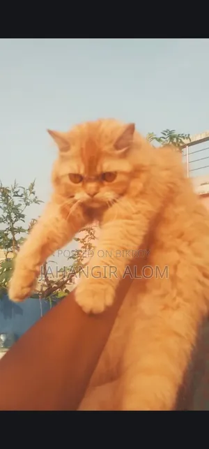 ১+ বছরের ফিমেল পিওর ব্রেড পার্সিয়ান