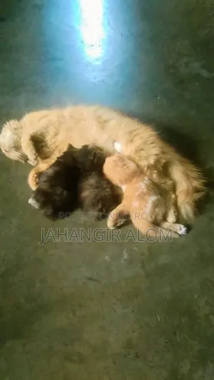 ১+ বছরের ফিমেল পিওর ব্রেড পার্সিয়ান