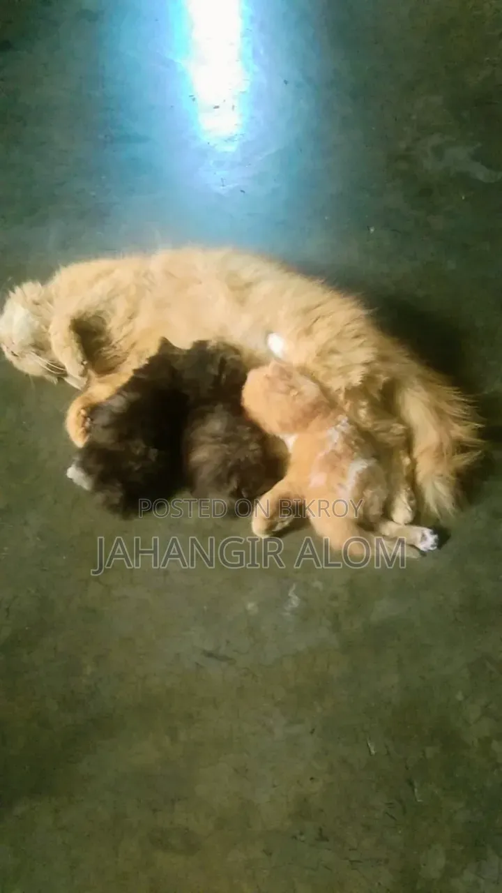 ১+ বছরের ফিমেল পিওর ব্রেড পার্সিয়ান