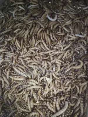 Beetle Poka/ Larva