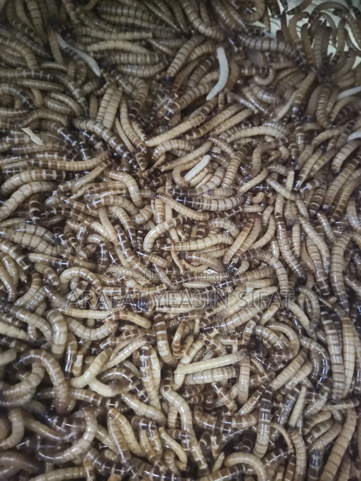 Beetle Poka/ Larva