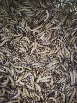 Beetle Poka/ Larva