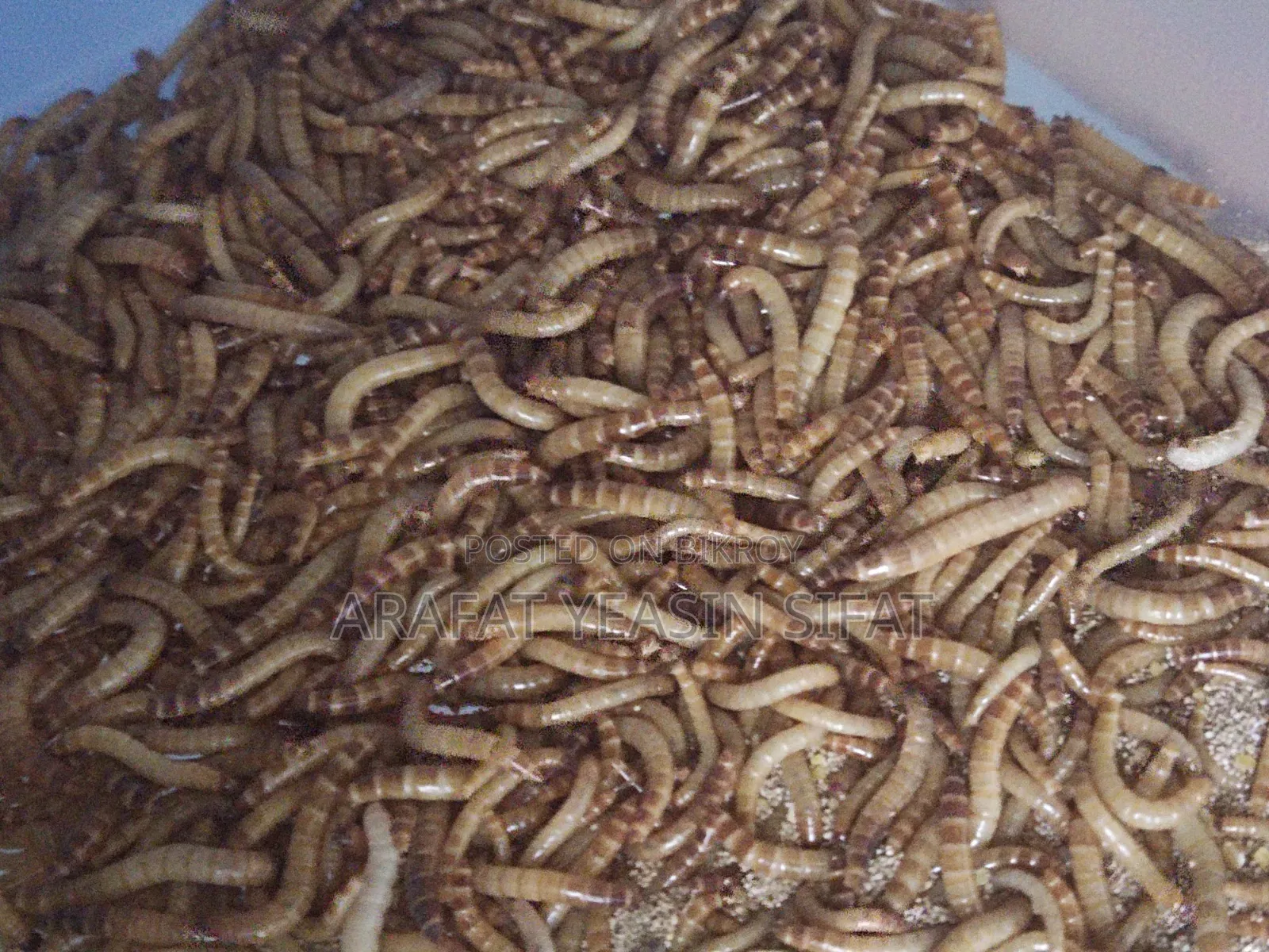 Beetle Poka/ Larva