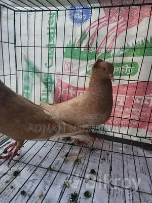 Bombay Running Pair