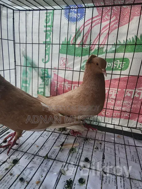Bombay Running Pair