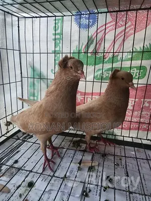 Bombay Running Pair
