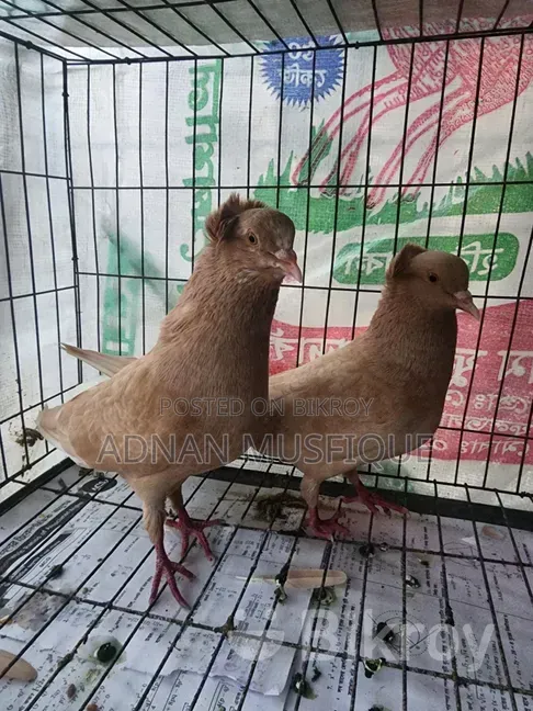 Bombay Running Pair