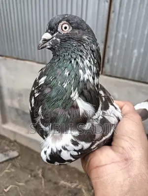 Clean Chila Pigeon