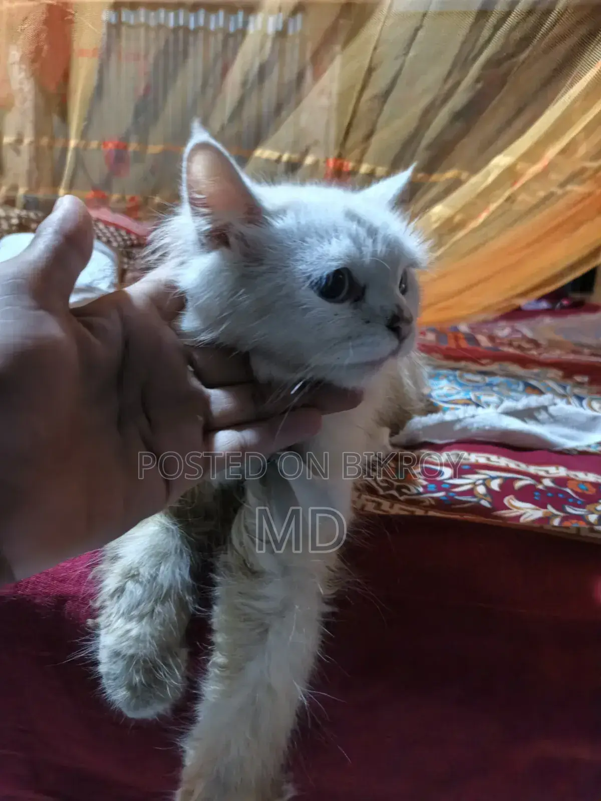 1-3 Months Female Purebred Javanese