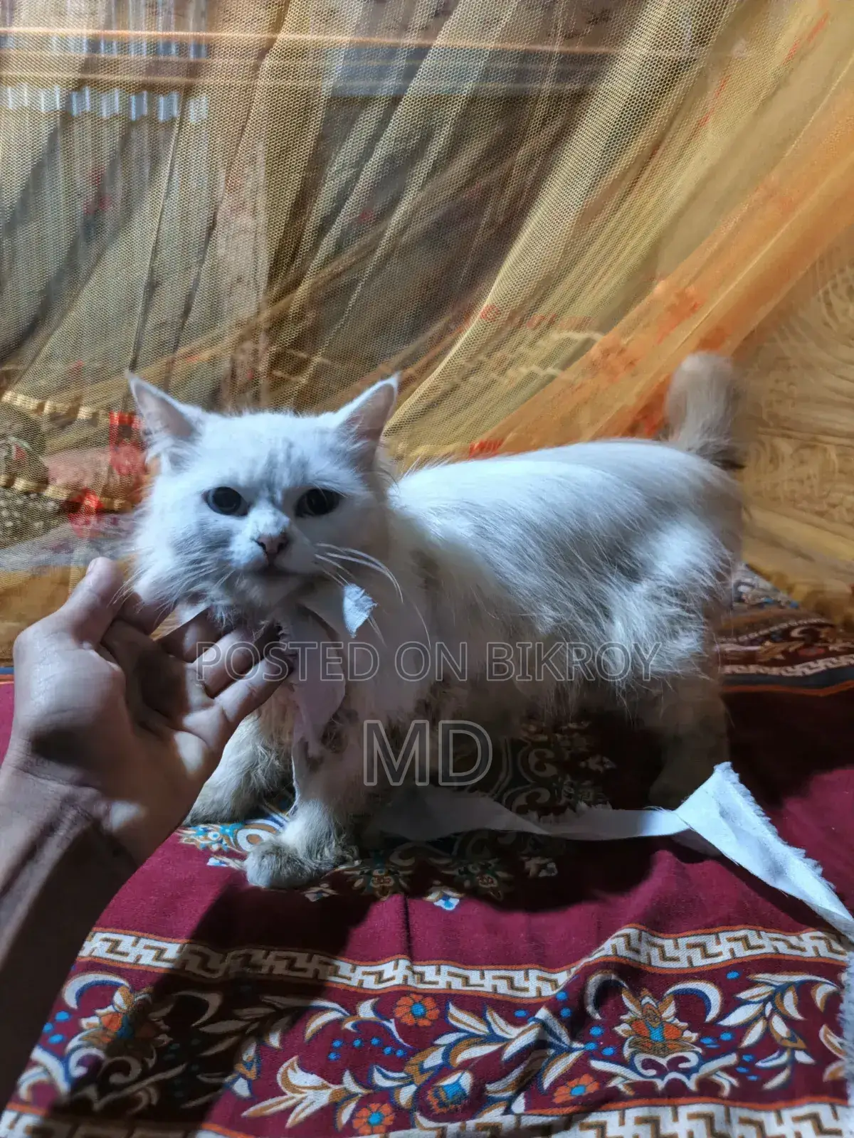 1-3 Months Female Purebred Javanese