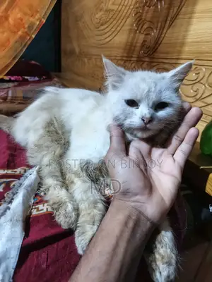 1-3 Months Female Purebred Javanese