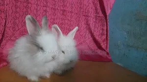 1-3 Months Female Purebred Persian