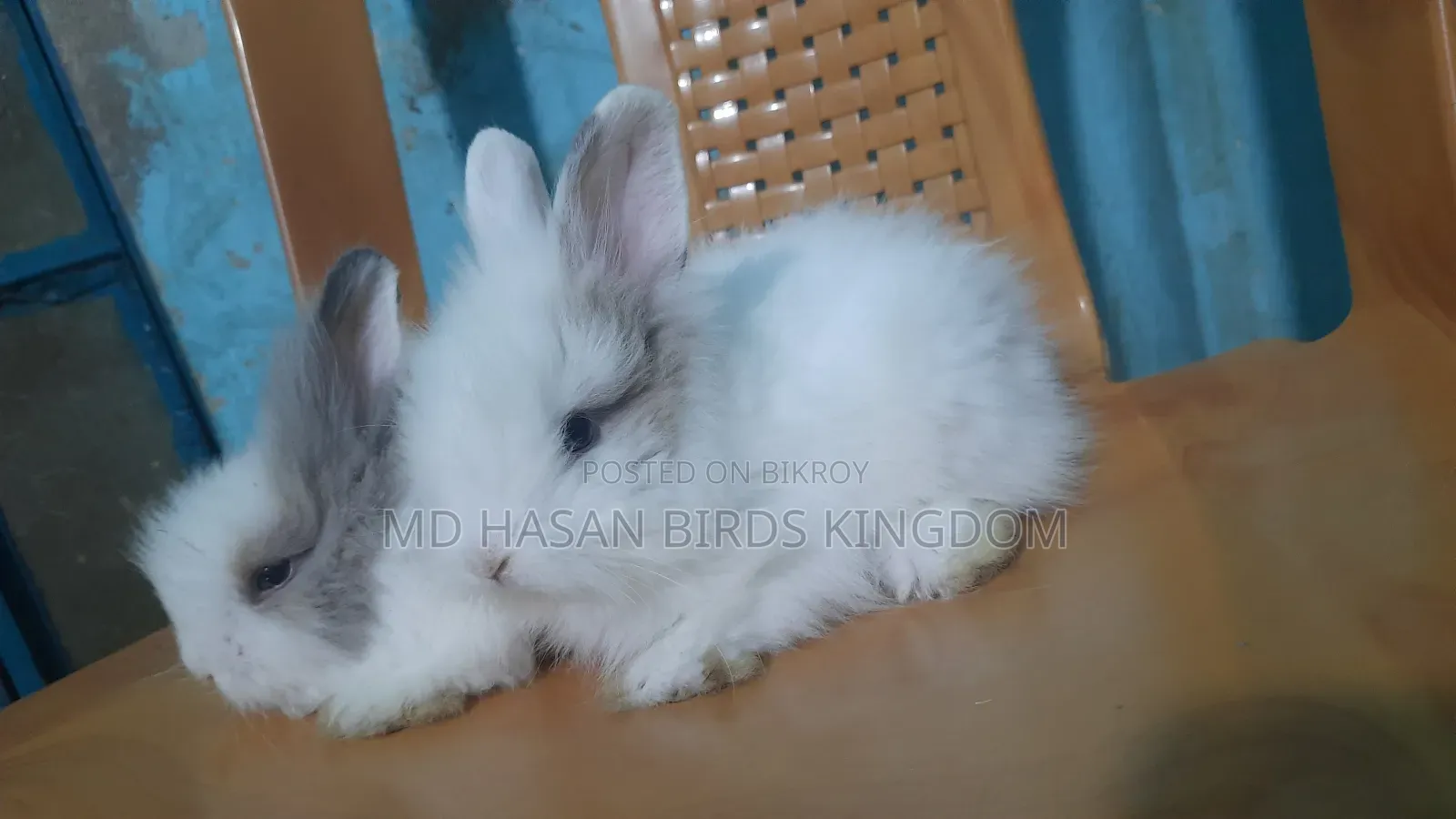 1-3 Months Female Purebred Persian