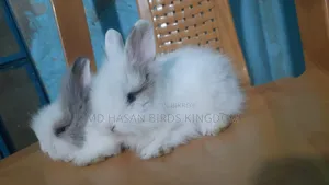 1-3 Months Female Purebred Persian