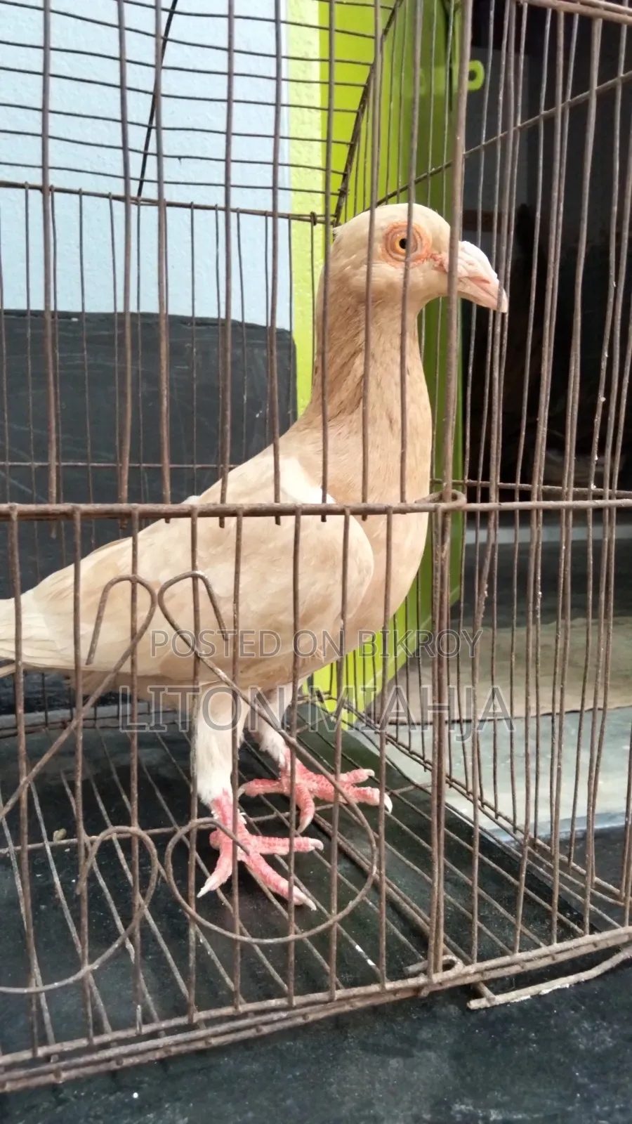 Yellow Huma Female Pigeon