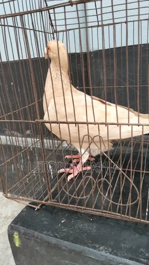 Yellow Huma Female Pigeon