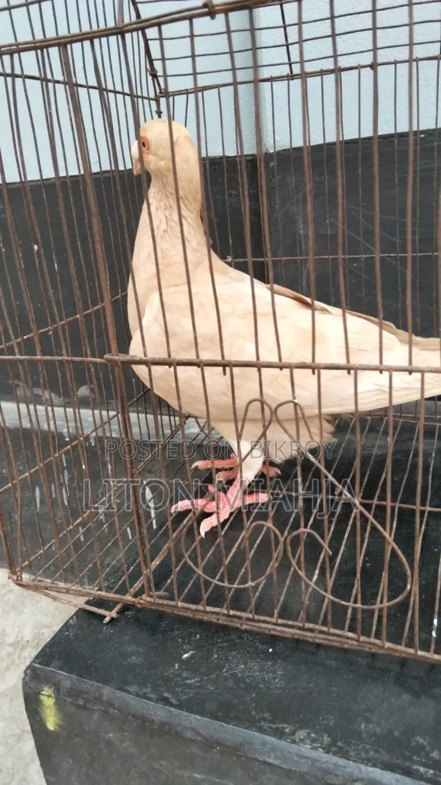 Yellow Huma Female Pigeon