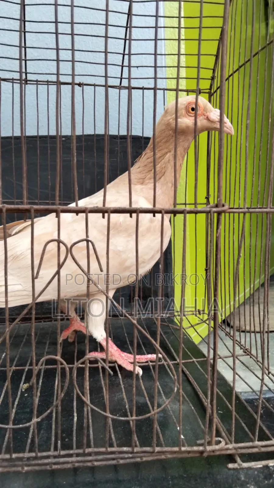 Yellow Huma Female Pigeon