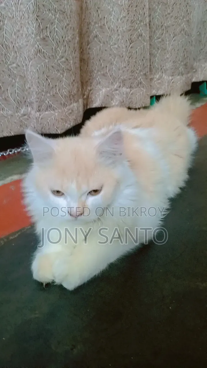 3-6 Months Male Purebred Persian Cat