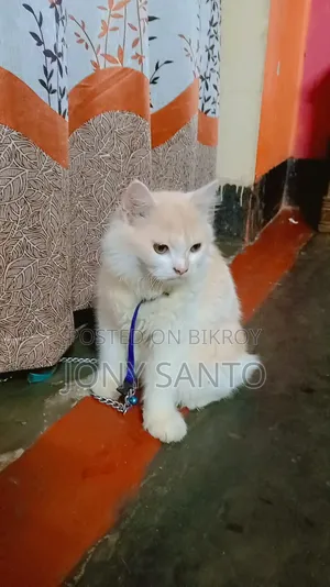 3-6 Months Male Purebred Persian Cat