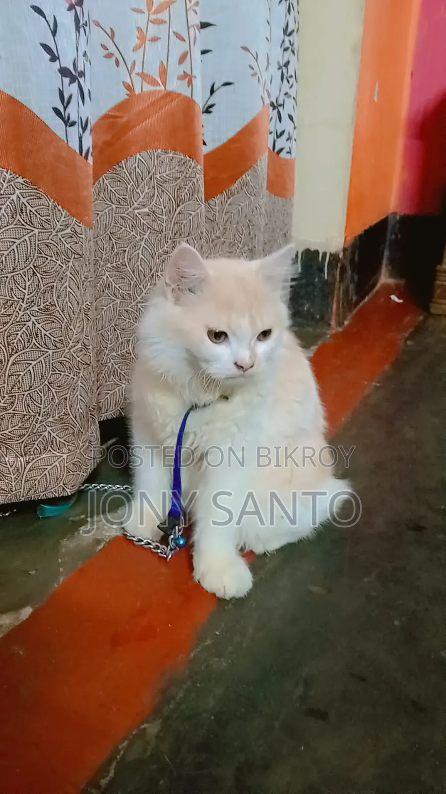 3-6 Months Male Purebred Persian Cat