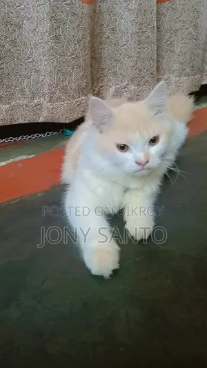 3-6 Months Male Purebred Persian Cat