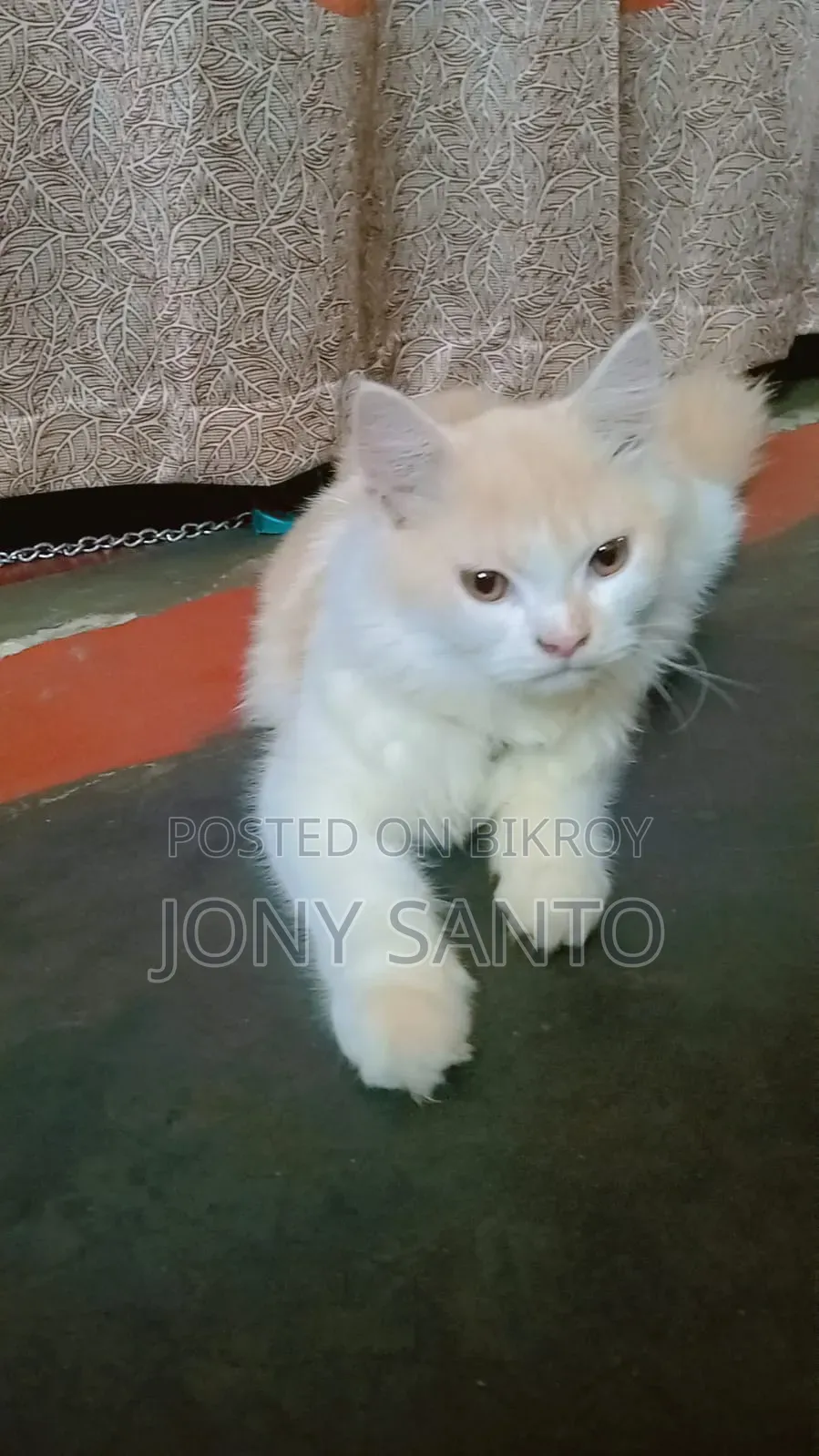 3-6 Months Male Purebred Persian Cat