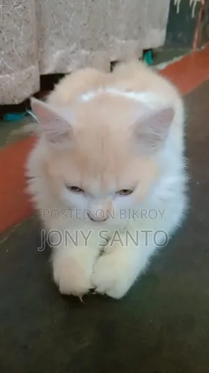 3-6 Months Male Purebred Persian Cat