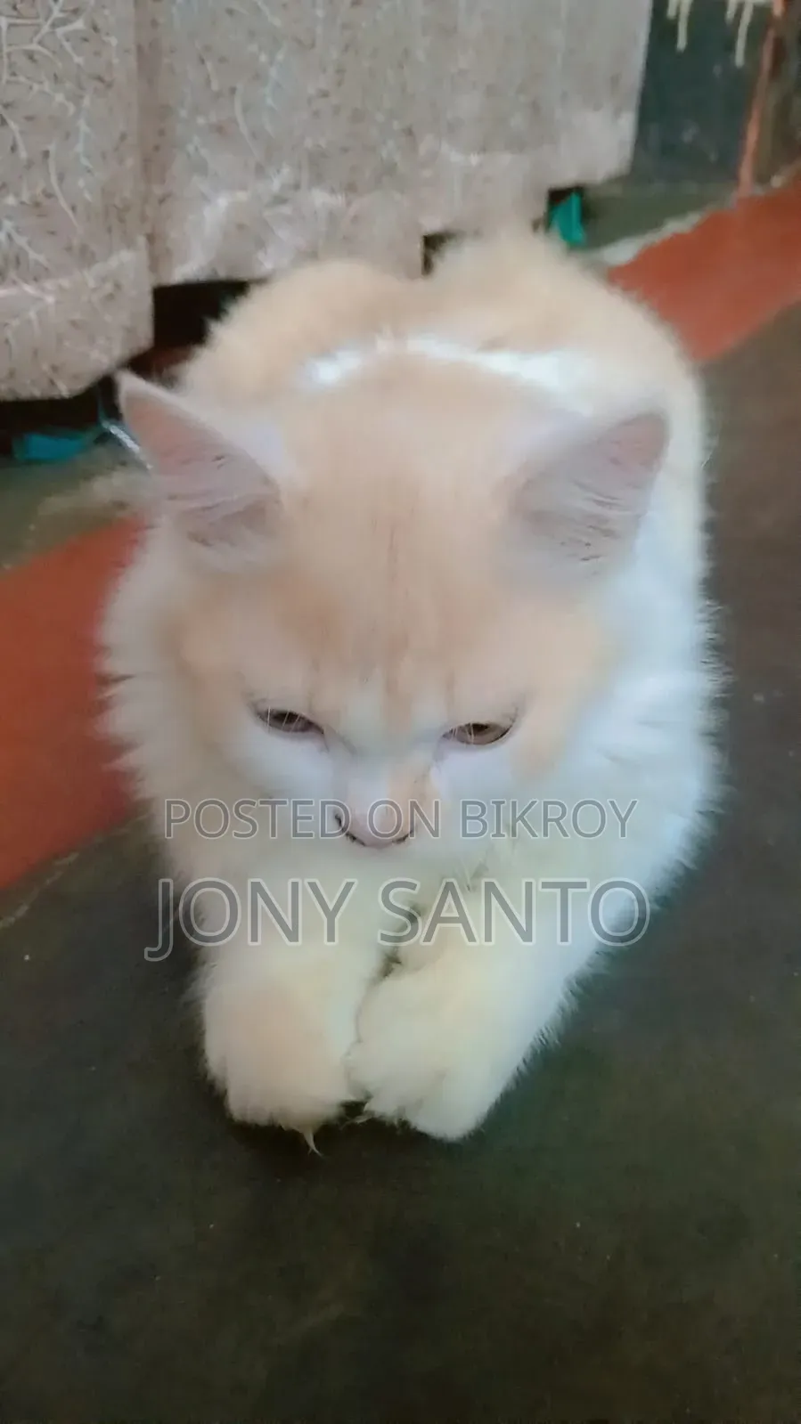 3-6 Months Male Purebred Persian Cat