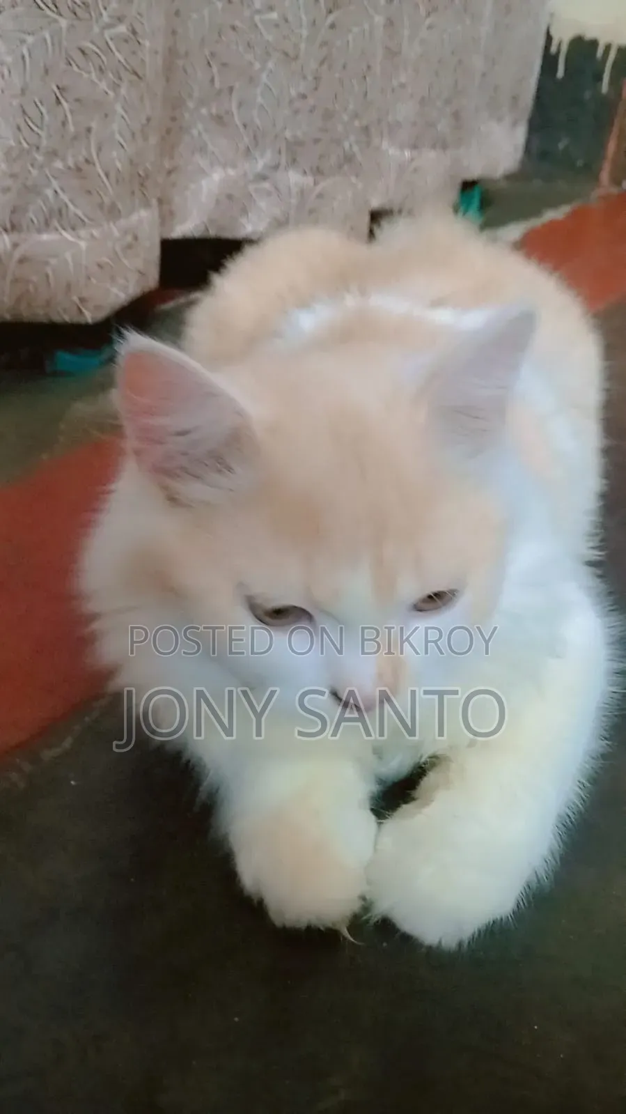 3-6 Months Male Purebred Persian Cat