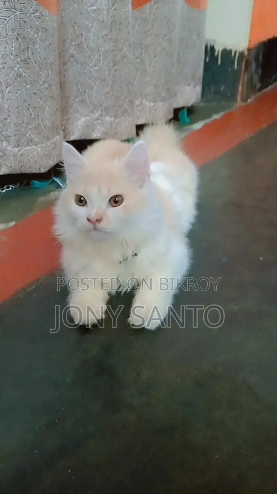 3-6 Months Male Purebred Persian Cat