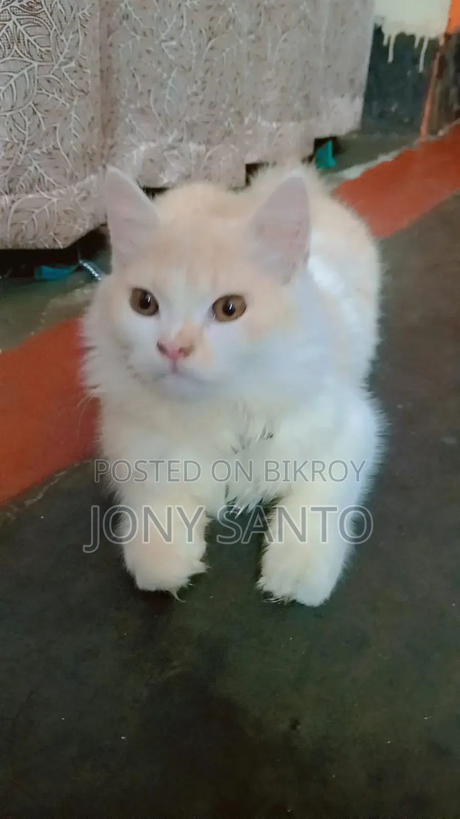 3-6 Months Male Purebred Persian Cat