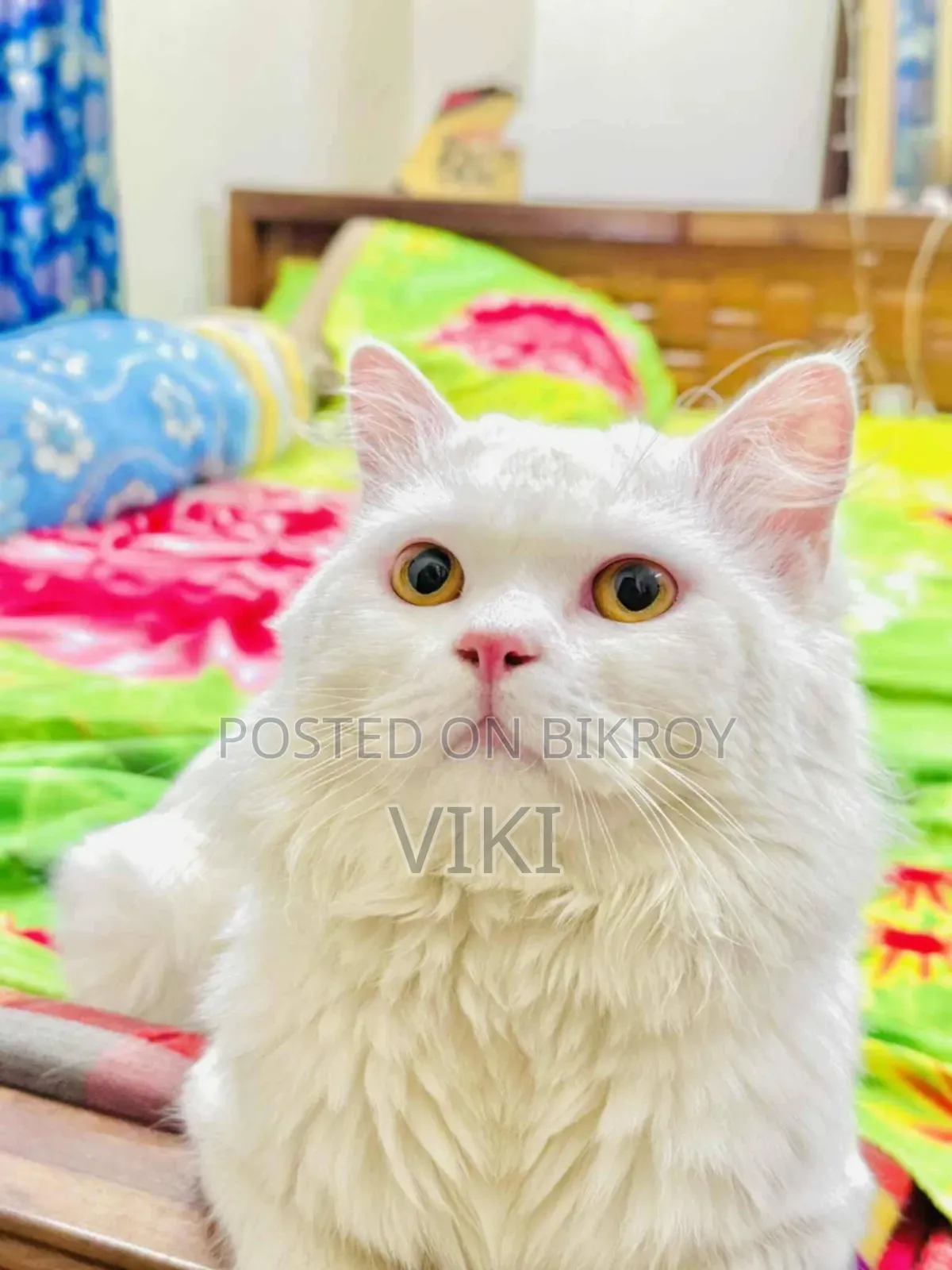 6-12 Months Male Purebred Persian