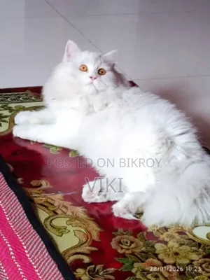 6-12 Months Male Purebred Persian